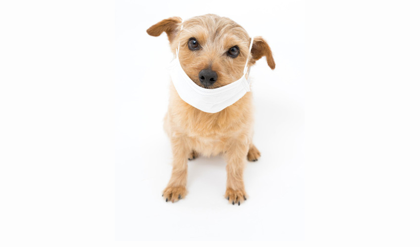 chien pollution animaux