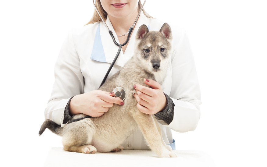 prendre soin de son chiot