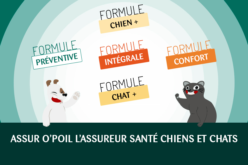 formules assurance animaux assurance chien assurance chat