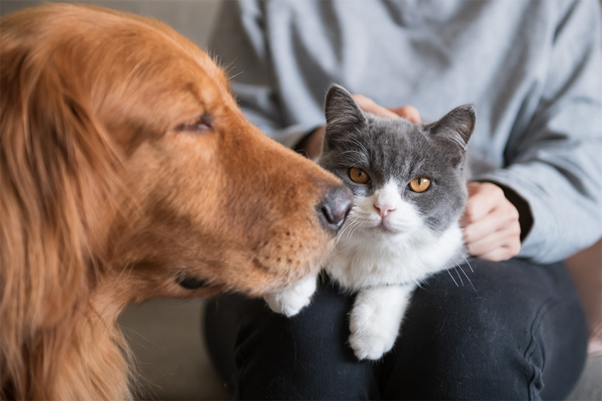 assurance animaux et mutuelle sante humaine quelles differences
