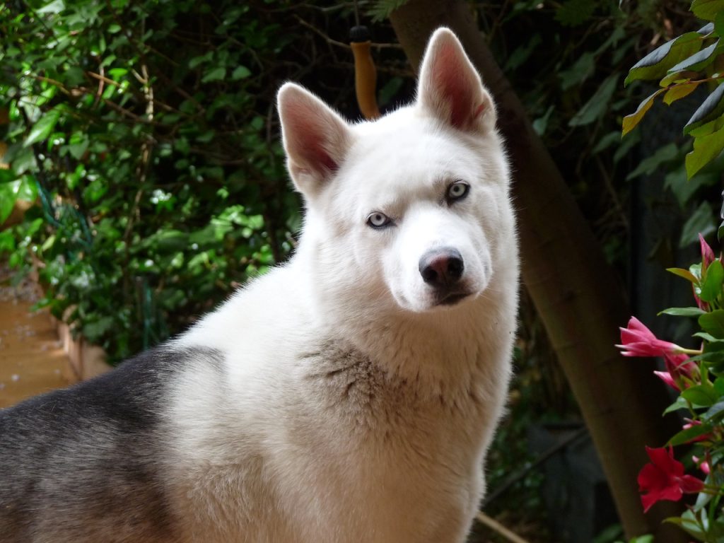 Figurine de chien husky sibérien pour décoration de gâteau de mariage, grande figurine d'animaux miniatures, chien mangeant un gâteau, fournitures de diorama, modèle en plastique Safari Ltd - Canada