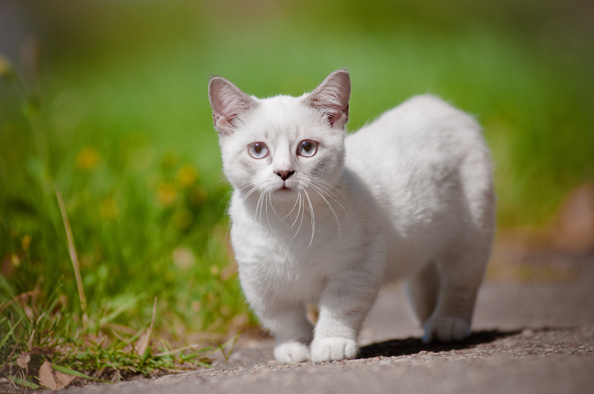 Chat de race Munchkin assuré chez Assur O'Poil
