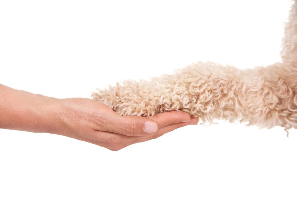 parrainage assurance chien et chat