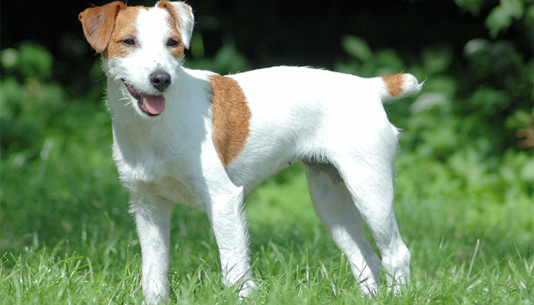 Revd Russell Rook Terrier du révérend Russell - Assurance Chien AssurOpoil