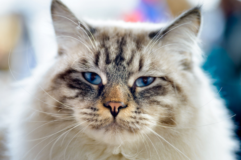 Chat de race Ragamuffin assuré chez Assur O'Poil